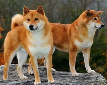 akita inu puppy kopen