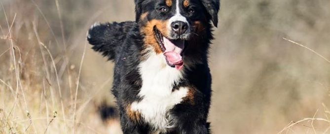 berner sennen puppy kopen