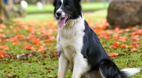 border collie puppy kopen