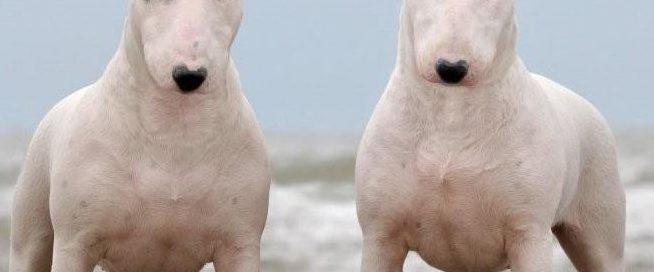 bull terrier puppy kopen