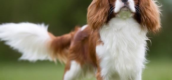 cavalier king charles spaniel puppy kopen