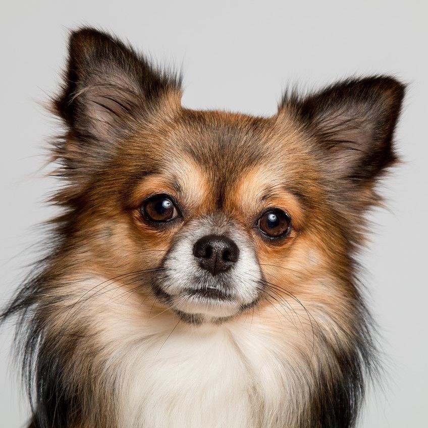 Geweldige eik gevangenis familie Chihuahua pups kopen - Puppy kopen? Let op voor broodfokkers!