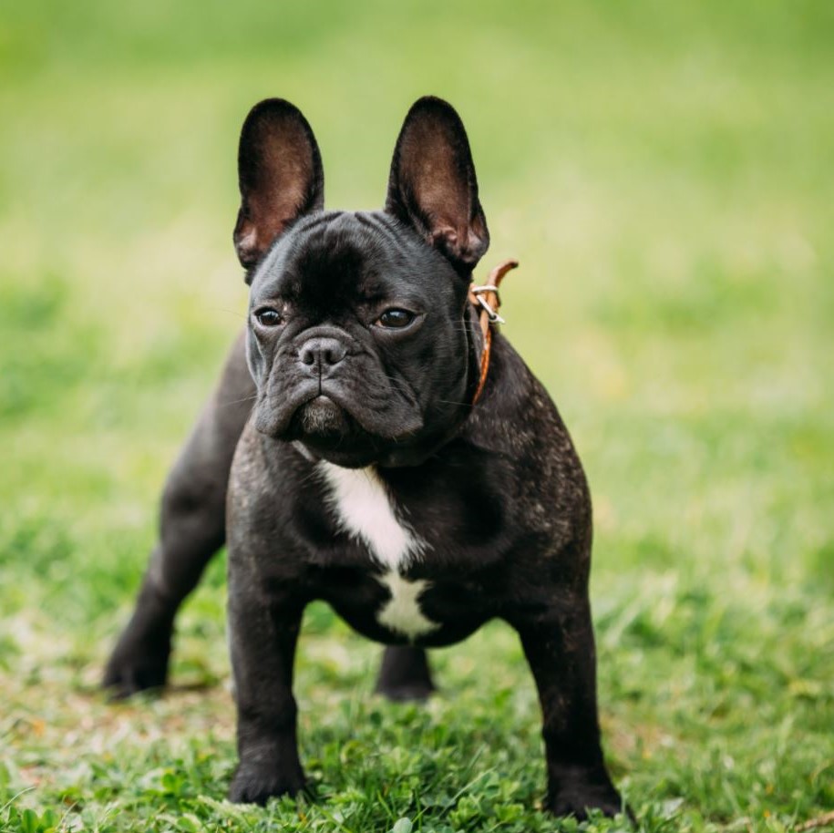 Franse Bulldog pups kopen Puppy kopen? Let op voor broodfokkers!