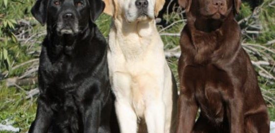 labrador puppy kopen