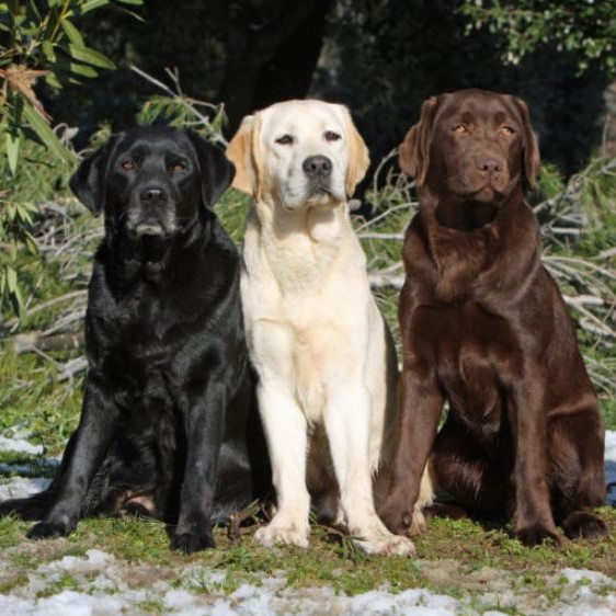 Ananiver interferentie Definitie Labrador retriever pups kopen - Puppy kopen? Let op voor broodfokkers!