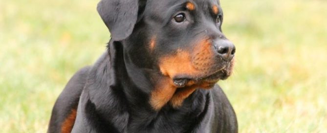 Rottweiler pups kopen