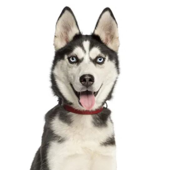 Gevoel logboek stopcontact Siberische husky pups kopen - Puppy kopen? Let op voor broodfokkers!