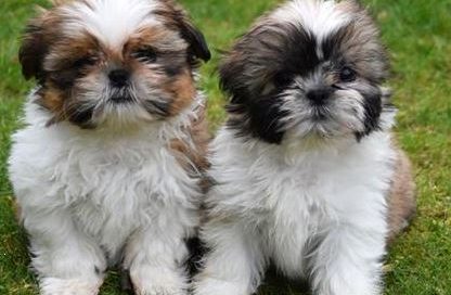 shih tzu pups kopen