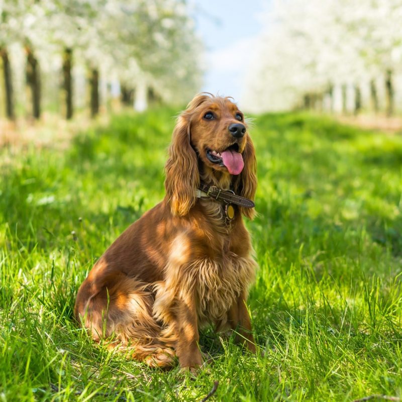 Engelse Cocker Spaniel Pup Kopen - Puppy Kopen? Let Op Voor Broodfokkers!